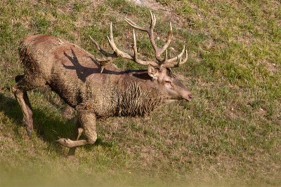 Cervo (Cervus elaphus)