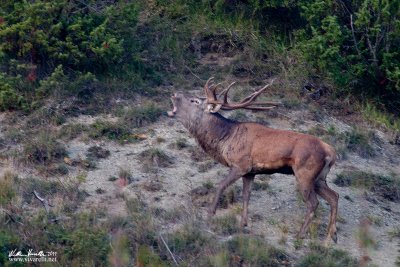 Cervo (Cervus elaphus)