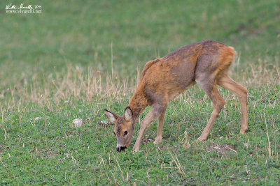 Cervo (Cervus elaphus)