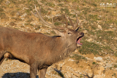 Cervo (Cervus elaphus)