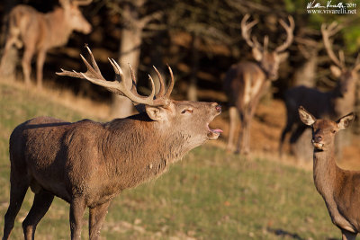 Cervo (Cervus elaphus)