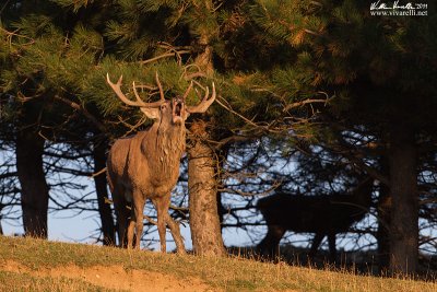 Cervo (Cervus elaphus)