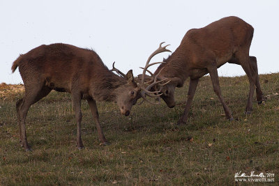 Cervo (Cervus elaphus)