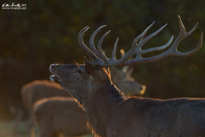 Cervo (Cervus elaphus)