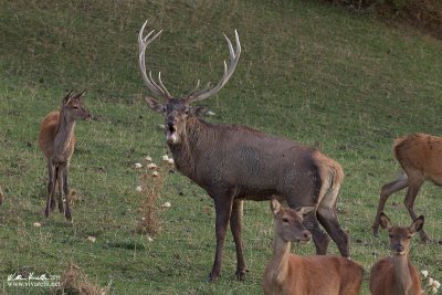 Cervo (Cervus elaphus)