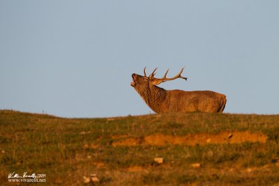 Cervo (Cervus elaphus)