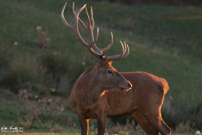 Cervo (Cervus elaphus)