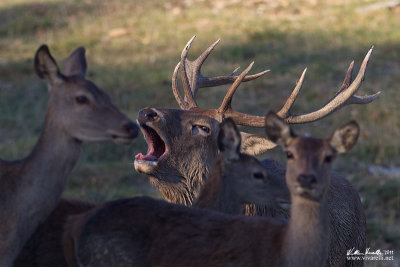 Cervo (Cervus elaphus)