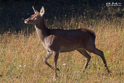 Cervo (Cervus elaphus)