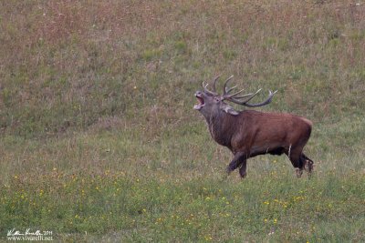 Cervo (Cervus elaphus)