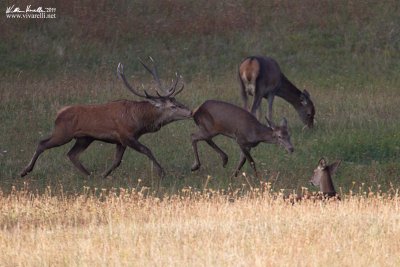 Cervo (Cervus elaphus)