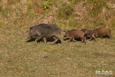 Cinghiale (Sus scrofa)