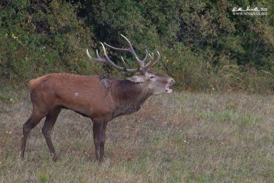 Cervo (Cervus elaphus)