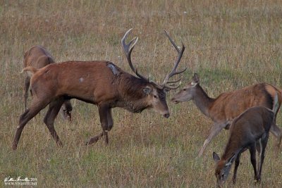 Cervo (Cervus elaphus)