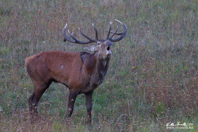 Cervo (Cervus elaphus)