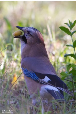 Ghiandaia (Garrulus glandarius)