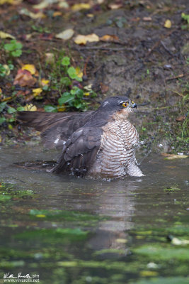 Sparviere (Accipiter nisus)