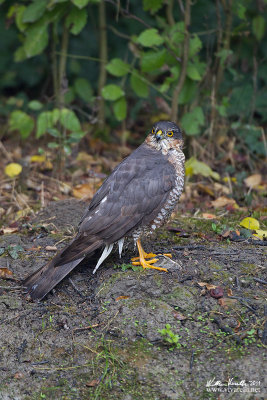 Sparviere (Accipiter nisus)