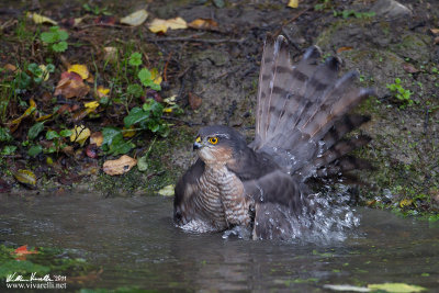 Sparviere (Accipiter nisus)