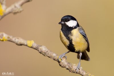 Cinciallegra (Parus major)