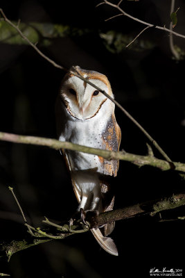 Barbagianni (Tyto alba)