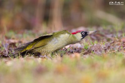 Picchio verde (Picus viridis)