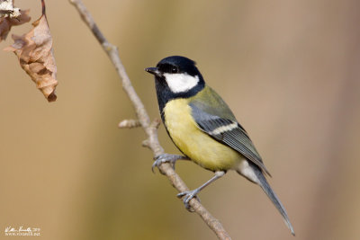 Cinciallegra (Parus major)