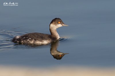 Svasso piccolo (Podiceps nigricollis)