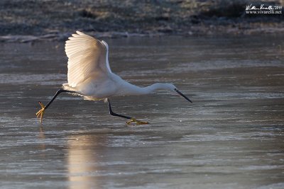 Garzetta (Egretta garzetta)