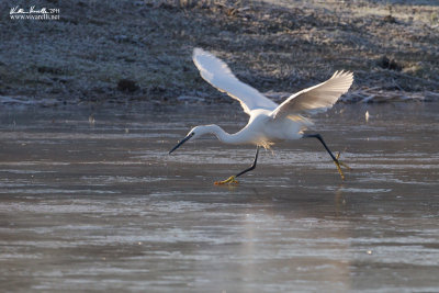 Garzetta (Egretta garzetta)