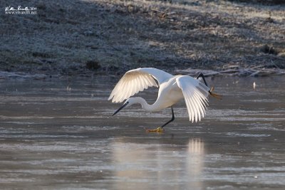 Garzetta (Egretta garzetta)