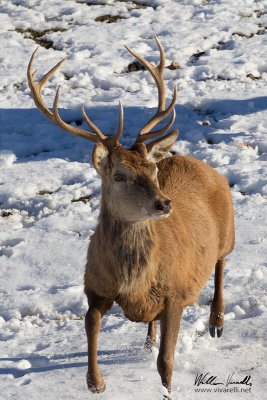 Cervo (Cervus elaphus)