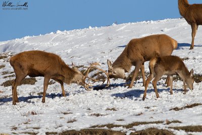 Cervo (Cervus elaphus)