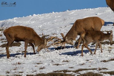 Cervo (Cervus elaphus)