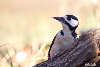 Picchio rosso maggiore (Dendrocopos major)