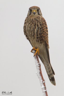 Gheppio (Falco tinnunculus)