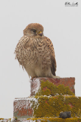 Gheppio (Falco tinnunculus)