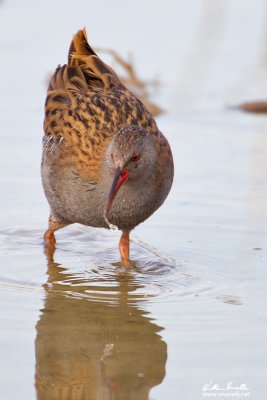 Pociglione (Rallus aquaticus)