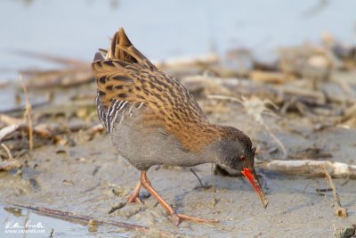 Pociglione (Rallus aquaticus)