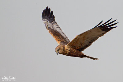 Falco di palude (Circus aeruginosus)