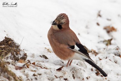 Ghiandaia (Garrulus glandarius)