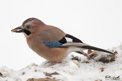 Ghiandaia (Garrulus glandarius)