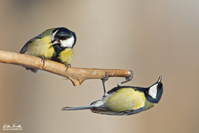 Cinciallegra (Parus major)