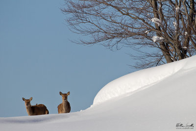 Cervo (Cervus elaphus)