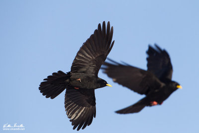 Gracchio alpino (Pyrrhocorax graculus)