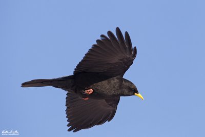 Gracchio alpino (Pyrrhocorax graculus)