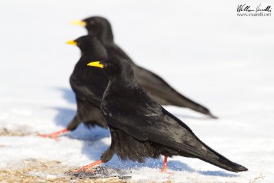 Gracchio alpino (Pyrrhocorax graculus)