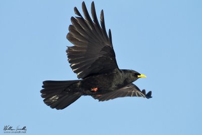 Gracchio alpino (Pyrrhocorax graculus)