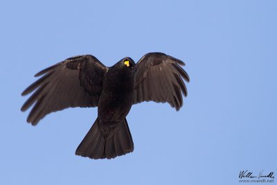 Gracchio alpino (Pyrrhocorax graculus)