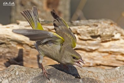 Verdone (Carduelis chloris)